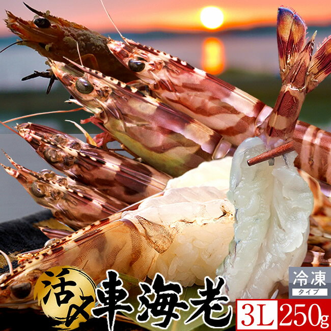 車エビ 島育ち 車海老 刺身 活〆冷凍 特大【3L】250g［4-5尾］天草 車えび 熊本県産 大矢野島 クルマエビ 養殖場 生食 しゃぶしゃぶ エビフライ 直売所 産地直送 旬 食べ方 塩焼き おすすめ お取り寄せ通販［ 父の日 ギフト プレゼント］