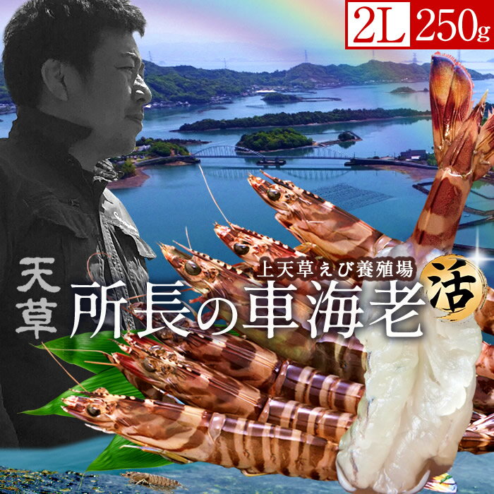 車エビ 車海老［最終5月15日迄］島育ち 天草 特大 生きたまま【2L】活車えび 250g［6-7尾］車エビ 刺身 熊本県産 クルマエビ おがくず入 活きえび 食べ方 踊り食い しゃぶしゃぶ 養殖場 直売所 産地直送 おすすめ お取り寄せ通販［遅れてごめんね 母の日ギフト プレゼント］