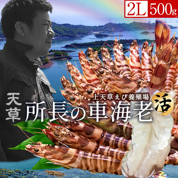 車エビ 車海老［最終5月15日迄］島育ち 天草 特大 生きたまま【2L】活車えび 500g［12-14尾］車エビ 刺身 熊本県産 クルマエビ おがくず入 活きえび 食べ方 踊り食い しゃぶしゃぶ 養殖場 直売所 産地直送 おすすめ お取り寄せ通販［遅れてごめんね 母の日ギフト プレゼント］