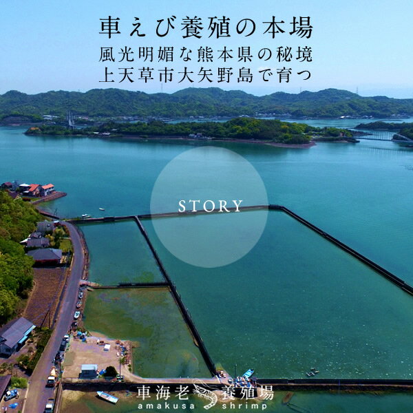 かす漬け 天草 車海老 酒粕漬 香露の大吟醸粕漬け［4尾入×3袋］×2箱 島育ち くるまえび 日本酒 大吟醸 香露酒粕使用 熊本県産 老舗 熟成 おすすめ［ 父の日 ギフト プレゼント］ 2