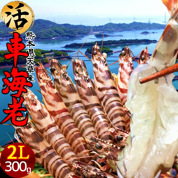 ֳϷ2L۳֤250g(6-7)֥ޥӤܾ췧ܸŷܿľͤ줿ƿ͵λľ饮եȡ̵