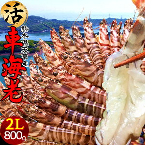 島育ち 車海老 天草 特大 生きたまま 車えび活【2L】800g［19-22尾］車エビ 刺身 熊本県産 クルマエビ おがくず入 活きえび 食べ方 踊り食い しゃぶしゃぶ 養殖場 直売所 産地直送 おすすめ お取り寄せ通販［ 母の日 ギフト プレゼント］