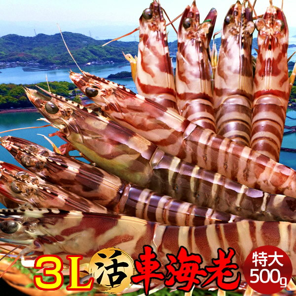 車エビ 車海老［最終5月15日迄］島育ち 天草 生きたまま 特大【3L】活車えび 500g［8-11尾］車エビ 刺身 熊本県産 クルマエビ おがくず入 活きえび 食べ方 踊り食い しゃぶしゃぶ 養殖場 直売所 産地直送 おすすめ お取り寄せ通販［遅れてごめんね 母の日ギフト プレゼント］