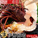 伊勢海老 生きたまま 刺身 約250g×3尾 伊勢エビ 活 いせえび 本場三重県産 志摩産 活け 生タイプ 活魚 イセエビ 賢島 波切漁港 魚屋 産地直送［お歳暮 ギフト］