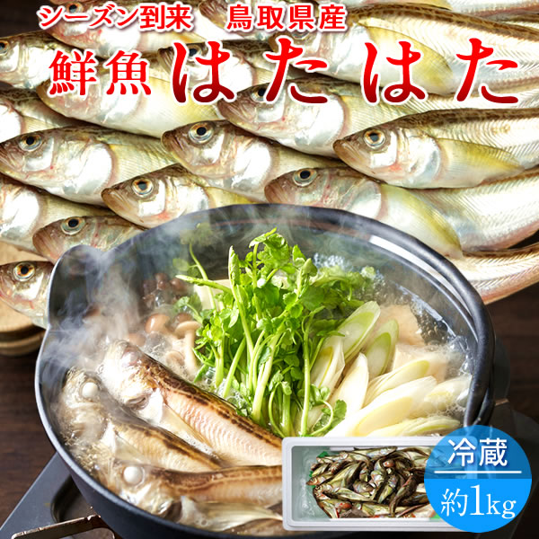 はたはた ハタハタ 約1kg(20-25匹) 生 鮮魚 鳥取県 山陰沖産 加熱用 旬の魚 鰰 通販 産地直送