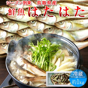 はたはた ハタハタ 約1kg(20-25匹) 生 鮮魚 鳥取県 山陰沖産 加熱用 旬の魚 鰰 通販 産地直送