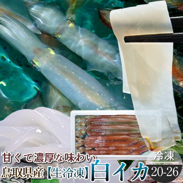 ［おすすめ情報］みんなが選ぶ人気商品鳥取県の海には2つの海流が存在するのでプランクトンが多く生息し、言うまでもなく海の幸が豊富な海といえます。鳥取県では「白イカ」と呼んでいますが、剣先(ケンサキ)イカのことを指します。白イカ釣りの漁は真夜中に行い、漁船の灯りがポツポツと海面を照らす漁火はまさに夏の風物詩と言えます。6月から7月にかけて最盛期、旬の一番おいしい時期のとれたてを一本ずつ急速冷凍した貴重な逸品です。お刺し身用としてご利用いただけますので、様々なお料理をお楽しみいただけます。一味違うふるさと鳥取県の絶品白イカは、綺麗に白く透き通った身に旨味と甘みが凝縮されています。濃厚な味わいと程よい歯ごたえの食感を是非ご堪能ください。バター焼きや塩焼き、干物(一夜干し)、塩辛などにもご利用いただけます。料理人や寿司職人が好んで使うイカの女王白イカを是非ご賞味ください。 ■名称：生冷凍 白イカ ■内容量：約2kg（20-26杯入） ■消費期限：1ヶ月 要冷凍 ■配送方法：冷凍便（日本郵便） ※到着後は冷凍保管し、お早めにお召し上がりください。 ※出荷地: 鳥取県鳥取市