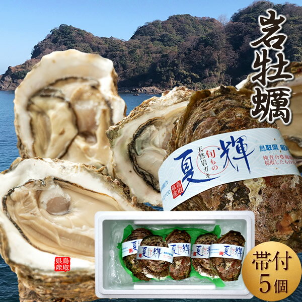 岩牡蠣【今が旬】生がき 夏輝(なつき)［5個入］殻付き生牡蠣 天然岩ガキ 特大 ブランド認定帯付き 生食用 旬カキ 鳥取県産 日本海 焼きガキ カキフライ［父の日ギフト お中元］