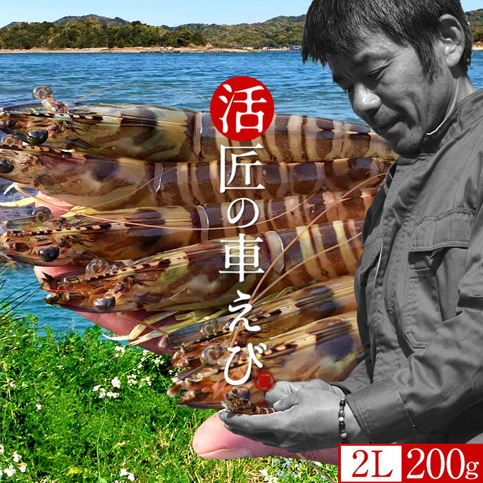 車海老［新えびスタート］生きたまま 特大【2L】活車えび 200g［6-8尾入］島育ち 天草 匠の車海老 生産者 丸山えび 刺身 熊本県産 クルマエビ おがくず入 活きえび 食べ方 踊り食い しゃぶしゃぶ 直売所 おすすめ［秋の味覚 ふるさとギフト］のサムネイル