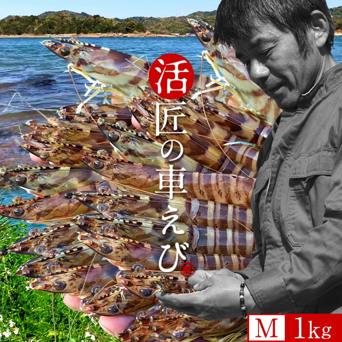 車海老［新えびスタート］生きたまま 活車エビ【M】1kg［40-44尾］島育ち 天草 匠の車海老 生産者 丸山えび 刺身 熊本県産 クルマエビ おがくず入 活きえび 食べ方 踊り食い しゃぶしゃぶ 直売所 おすすめ［お歳暮 クリスマス ふるさとギフト］(4)