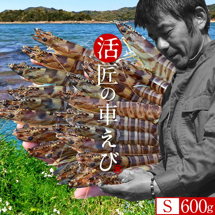 車海老［新えびスタート］生きたまま 活車エビ【S】600g［28-32尾］島育ち 天草 匠の車海老 生産者 丸山えび 刺身 熊本県産 クルマエビ おがくず入 活きえび 食べ方 踊り食い しゃぶしゃぶ 直売所 おすすめ［お歳暮 クリスマス ふるさとギフト］(4)