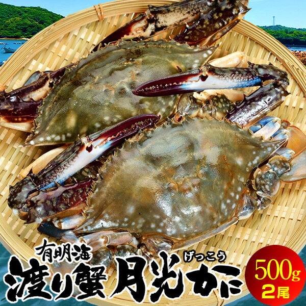 わたりがに ワタリガニ 有明海「月光かに」約500g前後[中]×2尾 生 渡り蟹 熊本県上天草市串港 ガザミ ガネ カニ漁師 活〆冷凍 送料無料［敬老の日 ギフト］