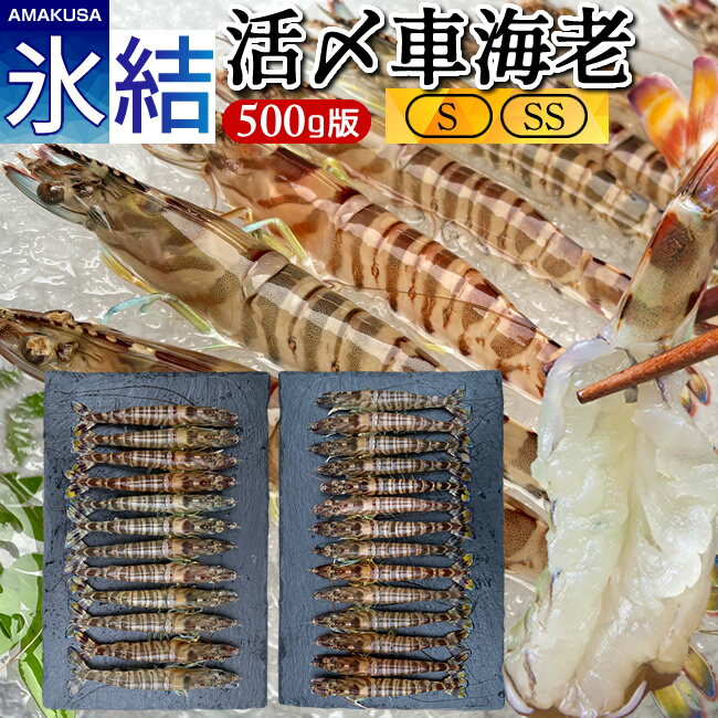 車海老 活き〆車エビ ミックス 500g【S、SS】2種類×各250g 天草 島育ち 冷凍車えび 食べ比べ 熊本県産 クルマエビ 養殖場 刺身［冬グルメ バレンタインギフト］