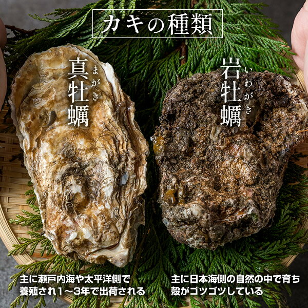 カキ 岩牡蠣 約1kg［3-4個］生牡蠣 天然岩ガキ 生食 鳥取県産 岩がき いわがき 牡蛎 日本海 焼きガキ カキフライ［お中元ギフト］ shokukore02-10001183 ショクコレ サンプル画像3