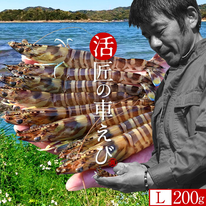 車海老［新えび］生きたまま 活車えび【L】200g［7-9尾］島育ち 天草 匠の車海老 生産者 丸山えび 刺身 熊本県産 クルマエビ おがくず入 活きえび 食べ方 踊り食い しゃぶしゃぶ［お歳暮 クリスマス 御歳暮ギフト］