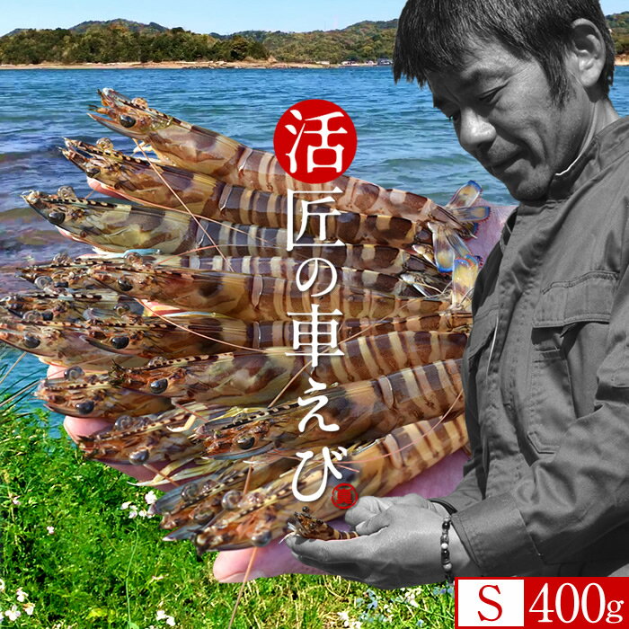車海老［新えび］生きたまま 活車えび【S】400g［19-23尾］島育ち 天草 匠の車海老 生産者 丸山えび 刺身 熊本県産 クルマエビ おがくず入 活きえび 食べ方 踊り食い しゃぶしゃぶ［お歳暮 ふるさとギフト］(4)