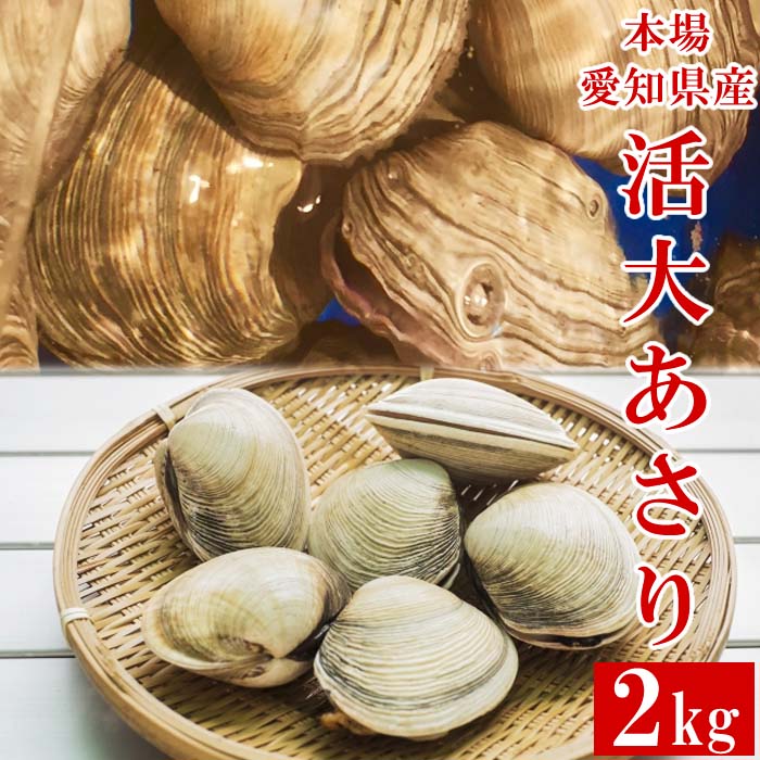 楽天ショクコレ愛知県産 活大アサリ 約2kg（12～16個） 国産 大あさり 大浅利 生食 豪快浜焼き 甘味が凝縮 とれたて新鮮 バーベキュー 海鮮お取り寄せ グルメ 父の日ギフト 贈り物 贈答用 人気 通販 産地直送 全国発送 送料無料 冷蔵配送