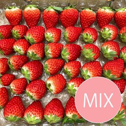 イチゴ フルーツ 【期間限定】紅ほっぺ MIX (サイズ、形