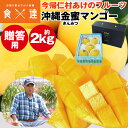 金蜜マンゴー 2kg 贈答用 沖縄県産 キンミツ マンゴー 今帰仁村 産直 常温便 同梱不可 指定日不可