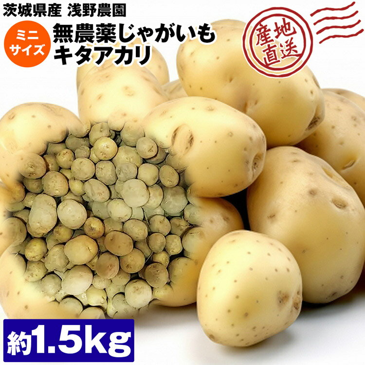 じゃがいも 無農薬 キタアカリ 1.5kg ミニサイズ 小芋 芋 茨城県産 じゃが芋 ジャガイモ 国産 産直 常温便 同梱不可 指定日不可