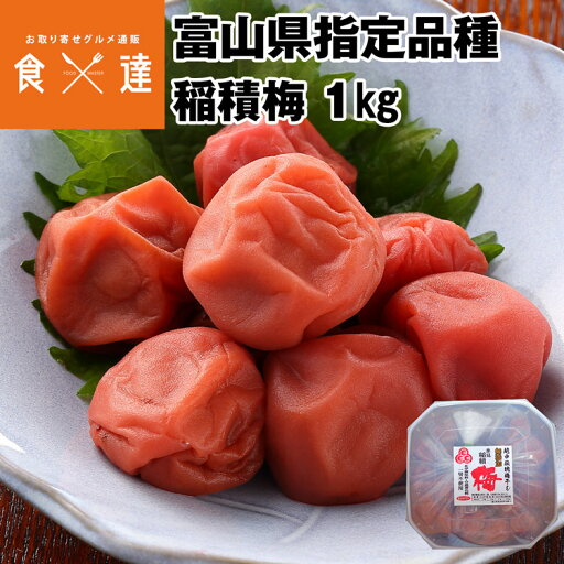 梅干し しそ漬け 稲積梅 1kg 富山 氷見 無添加 無着色 天日塩 富山県固有種 国産 お取り寄せグルメ 常温便 産地直送 同梱不可 指定日不可 梅干し しそ漬け 稲積梅 1kg 富山 氷見 無添加 無着色 天日塩 富山県固有種 国産 お取り寄せグルメ 常温便 産地直送 同梱不可 指定日不可