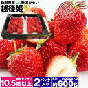 いちご いちご 越後姫 約600g 糖度センサー10.5度以上 約300g×2パック 新潟県産 産地直送 イチゴ 苺 ブランド フルーツ 果物 産直 冷蔵便 同梱不可 指定日不可