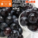 ピオーネ ニューピオーネ 約2kg 4~5房 青秀以上 種なし ぶどう 岡山県産 ブドウ 葡萄 冷蔵便 同梱不可 指定日不可