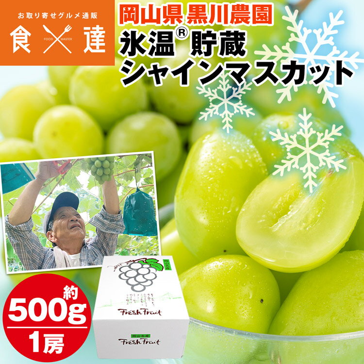 シャインマスカット 1房 500g以上 岡山県産 氷温貯蔵 高級 贈答 産地直送 ぶどう ブドウ 葡萄 黒川農園 冷蔵便 同梱不可 指定日不可 産直