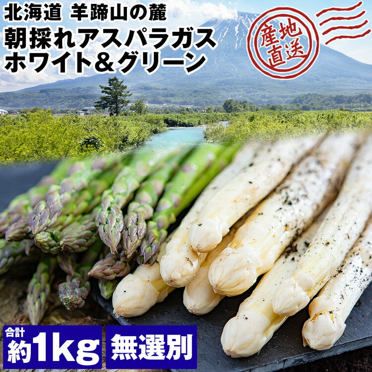 アスパラガス 朝採れ 北海道産 1kg 食べ比べ ホワイトアスパラ 500g グリーンアスパラ 500g 羊蹄山 産地直送 アスパラ 冷蔵便 同梱不可 指定日不可 産直