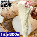自然薯 茨城県産 800g 山芋 じねんじょ とろろ 朝採り 芋 野菜 産直 冷蔵便 同梱不可 指定日不可