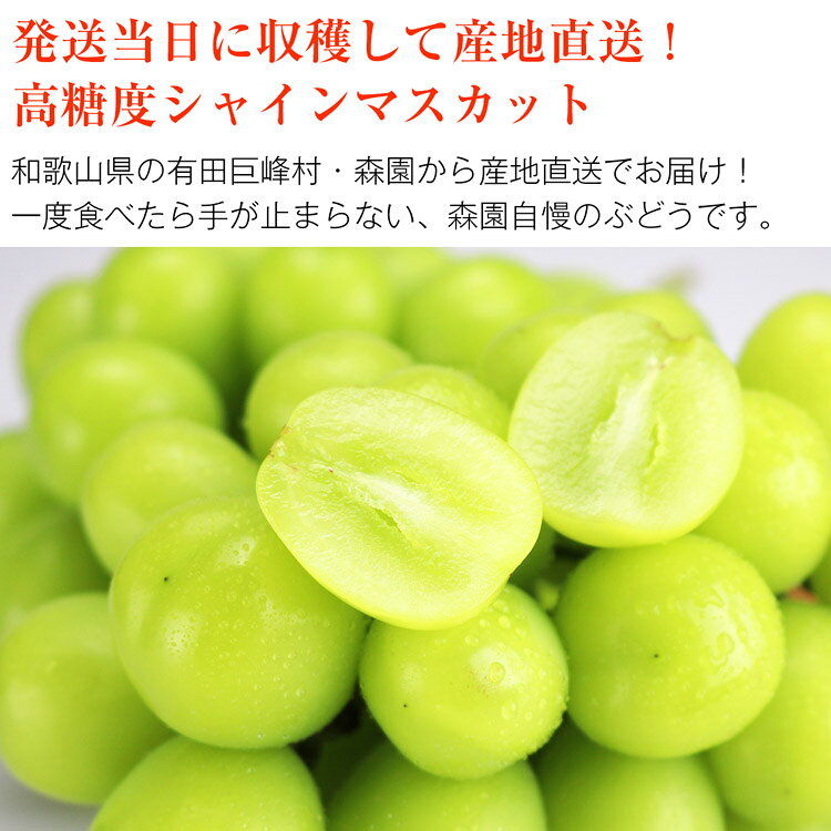 シャインマスカット 梨 詰め合わせ セット 旬 特選 3kg 和歌山県産 ぶどう 皇室献...