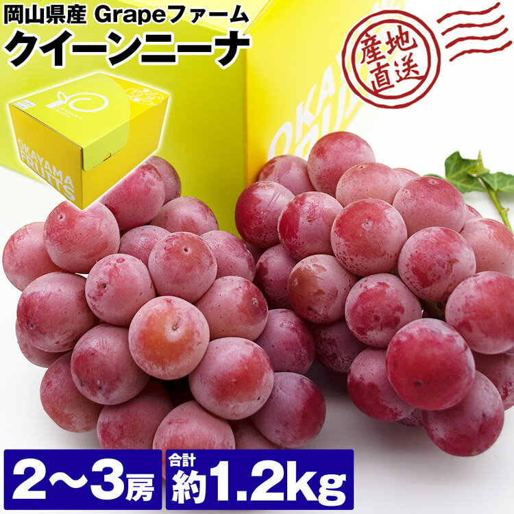 クイーンニーナ 1.2kg 種無し ぶどう 岡山県産 2～3房 種なし ギフト 贈答 冷蔵便 同梱不可 指定日不可 産直