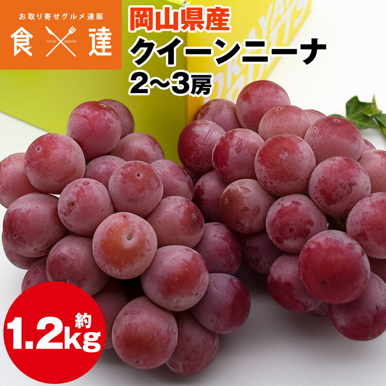 クイーンニーナ 岡山県産 1.2kg 2～3房 ぶどう 種無し 赤ぶどう お歳暮 葡萄 ブドウ 産直 冷蔵便 同梱不可 指定日不可