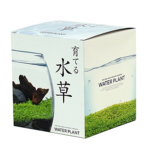 Rakuten - 聖新陶芸 育てる水草 L 約18.2x16.5x16.4cm GD-813