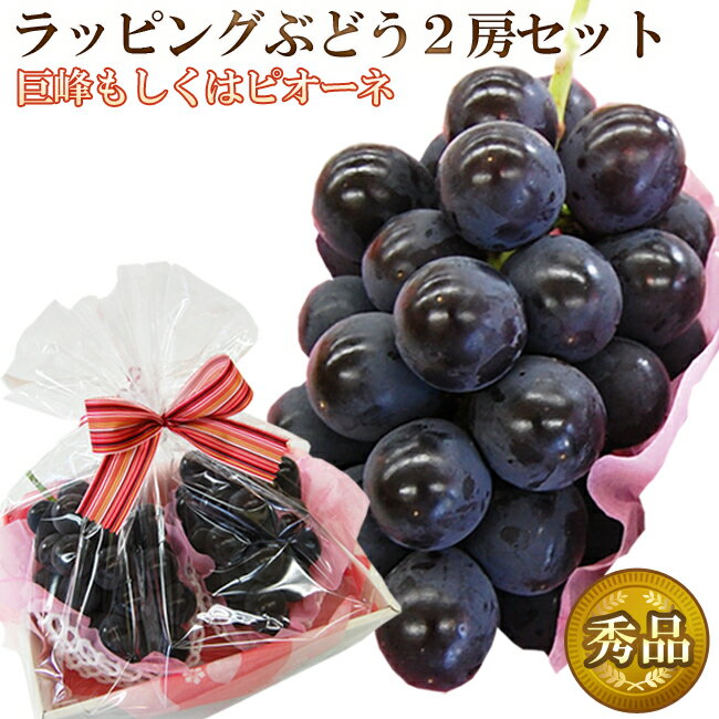 【 あす楽 16時 】 巨峰 または ピオーネ 2房 セット 秀品 2023 敬老の日 リボン ラッピング 付き 敬老 フルーツ 内祝 お祝い お礼 お見舞い お誕生日 種なし ぶどう ブドウ 国産 ギフト 贈り物 果物 くだもの 食べやすい かわいい きれい おしゃれ