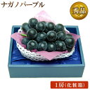 【 あす楽 即日発送 】皮ごと食べられる 長野産 ナガノパープル 【秀品】1房 化粧箱 入り 種なし ぶどう 国産 ブドウ お中元 暑中お見舞い 残暑お見舞い ...