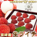 宮崎県産 生ライチ 9 粒 〜 15 粒 専用 化粧箱入り 国産 フルーツ 果物 旬 熱帯 トロピカル 楊貴妃 高級 フルーツ ギフト グルメ お取り寄せ フル...