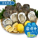 楽天スーパーSALE10%OFF!【2025年予約販売商品!】天然岩ガキ「中/5個入」(2025年7月~8月上旬発送予定)山形県 菅原鮮魚 庄内産 中サイズ 岩牡蠣 カキ 生食用 お取り寄せ 一部送料無料
