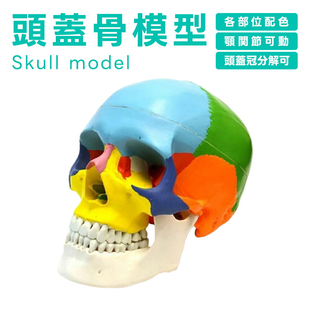 頭蓋骨模型 取り外し可能 とうがいこつもけい 実物大 各部位配色 顎関節可動 頭蓋冠分解可 整体 歯科 耳鼻科 磁石固定