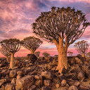 ジグソーパズル 海外製 アメリカ Buffalo Games - Quiver Tree Forest - 300 LARGE Piece Jigsaw Puz...