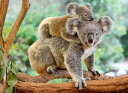 ジグソーパズル 海外製 アメリカ Ravensburger 12945 Koala Love 200Pcs XXLジグソーパズル 海外製 アメリカ