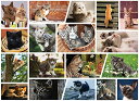 ジグソーパズル 海外製 アメリカ Better Me Cute Kittens 1000 Piece Puzzle for Adults - Fun Kitten Puzzle for Cat Lovers, Collage Kitten Jigsaw Puzzle 1000 Piecesジグソーパズル 海外製 アメリカ