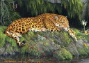 ジグソーパズル 海外製 アメリカ Buffalo Games - Hautman Brothers - Jaguar and Butterfly - 300 P...
