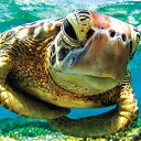 ジグソーパズル 海外製 アメリカ Buffalo Games - Turtle Swimmer - 300 Large Piece Jigsaw Puzzleジ...