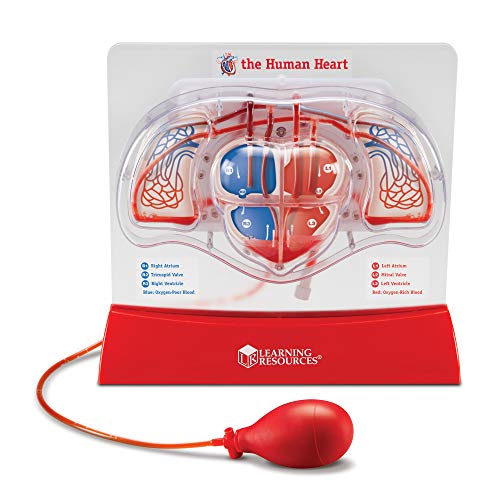 知育玩具 パズル ブロック ラーニングリソース Learning Resources Pumping Heart Model - 1 Piece, Grades 3 Ages 8 Educational Science Kit, Science Education Supplies, Science Teaching Supplies,Back to Schoo知育玩具 パズル ブロック ラーニングリソース