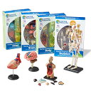 知育玩具 パズル ブロック ラーニングリソース Learning Resources Anatomy Models Bundle Set, Brain, Body, Heart, Skeleton, Classroom Demonstration Tools, Teacher Accessories, Grades 8 , Ages 3 知育玩具 パズル ブロック ラーニングリソース