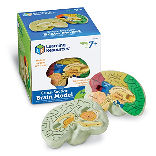 mߋ pY ubN [jO\[X LER1903 Learning Resources Cross-section Brain Model - 2 Pieces, Ages 7+ Brain Anatomy Model, Brain Functions Model, Human Anatomy for Kids, Foam Brain Momߋ pY ubN [jO\[X LER1903