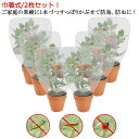 園芸 虫除けネット 植物保護カバー 巾着式 2枚セット 虫害対策 ネット 枝豆 虫よけネット 鳥よけ 果樹栽培 果樹 メッシュ 菜園プランター用 レモン 植物保...