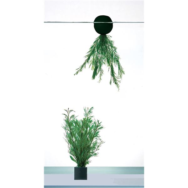 （まとめ）メダカのたまご産み草 ミニ【×5セット】 (観賞魚/水槽用品)