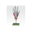 手の筋肉解剖模型／人体解剖模型 【5分解】 実物大 合成樹脂製 J-114-1【代引不可】